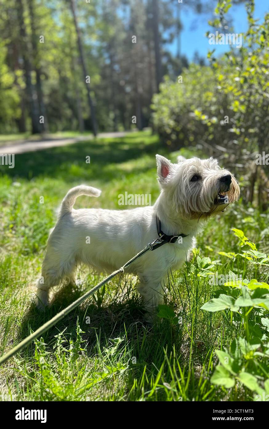 Westie - Smartphone Captured Stock Image