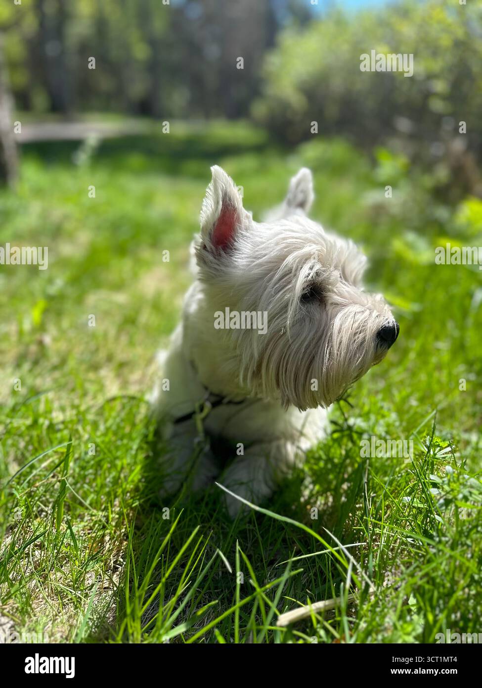 Westie - Smartphone Captured Stock Image