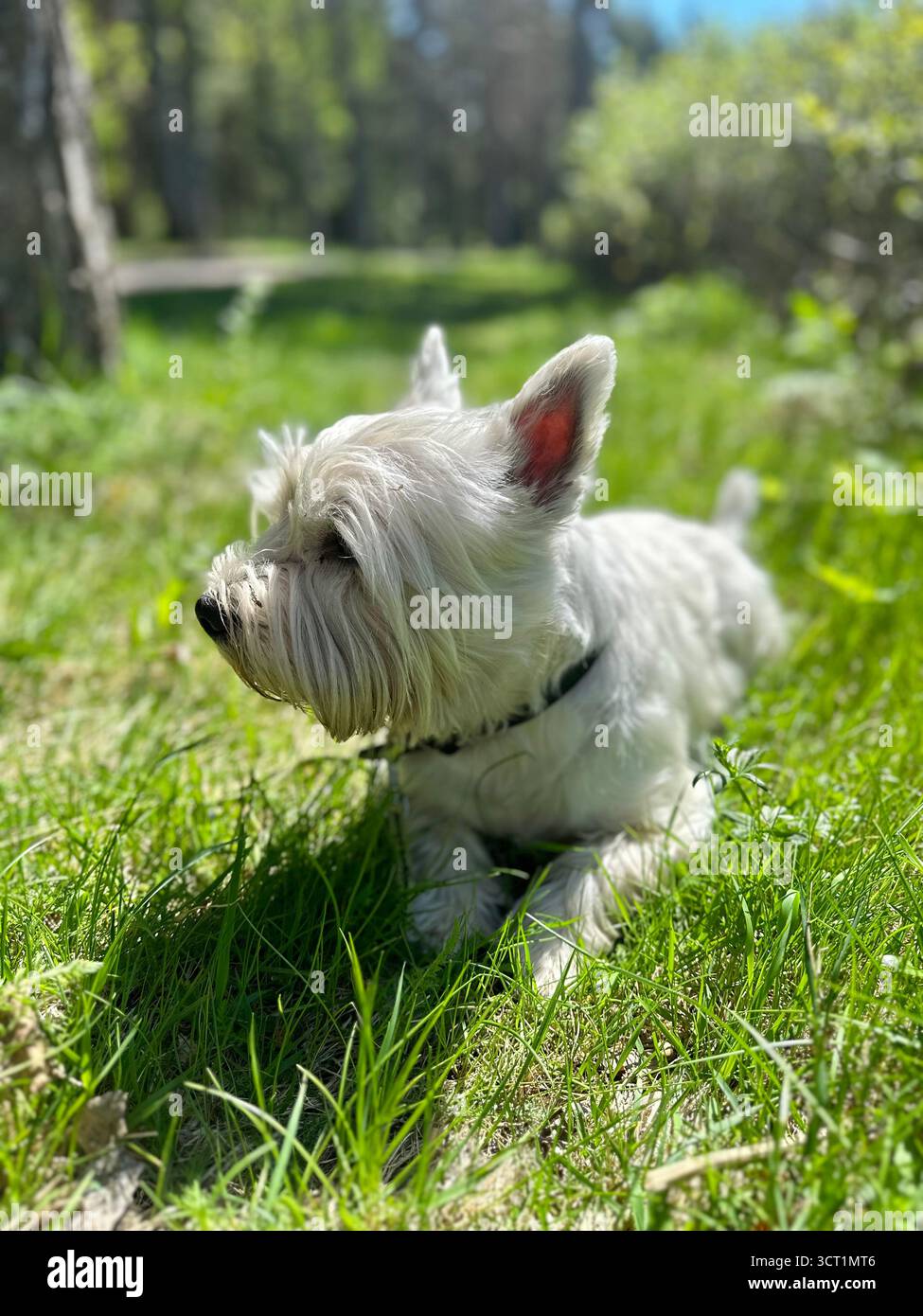 Westie - Smartphone Captured Stock Image