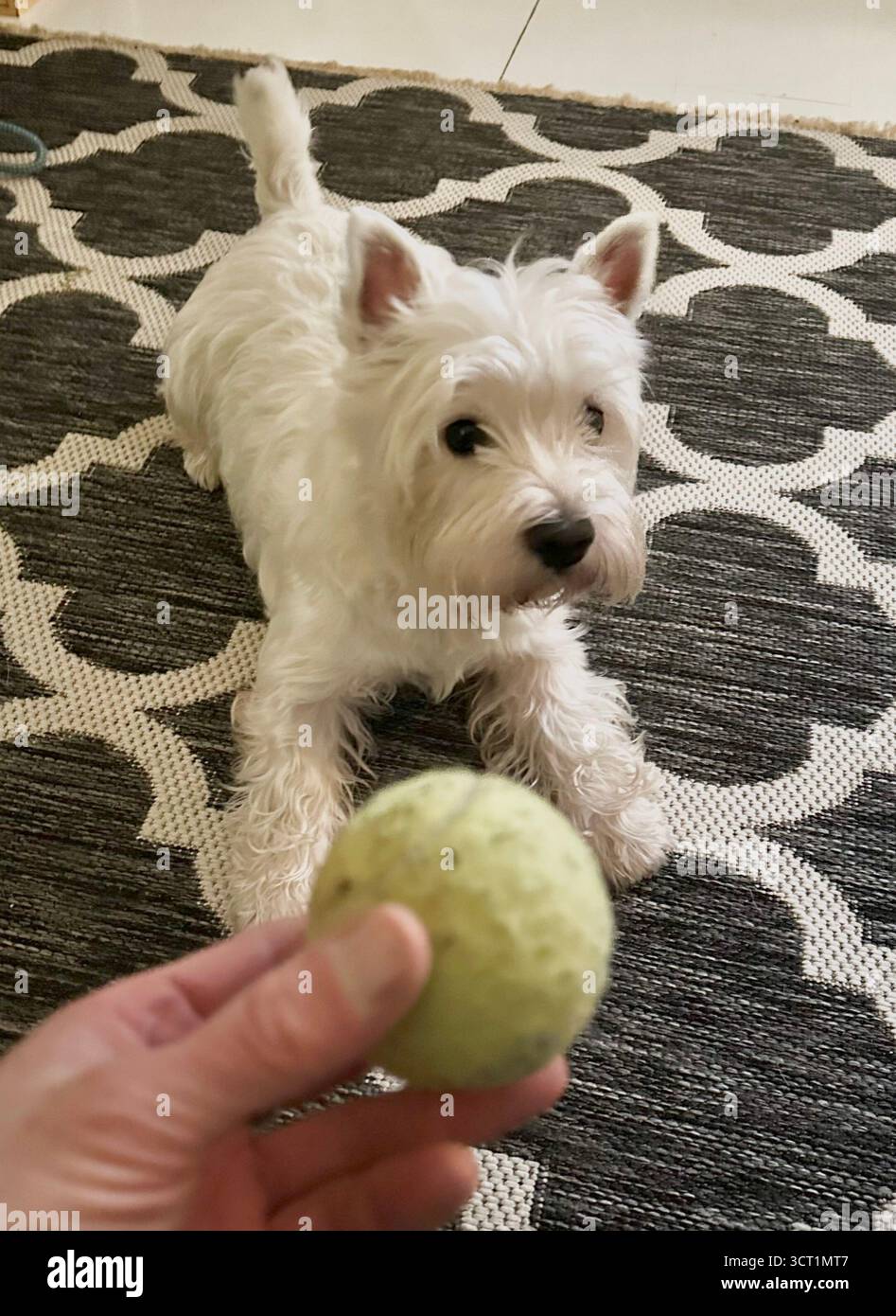 Westie - Smartphone Captured Stock Image