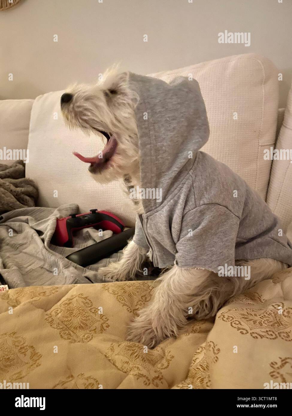 Westie - Smartphone Captured Stock Image