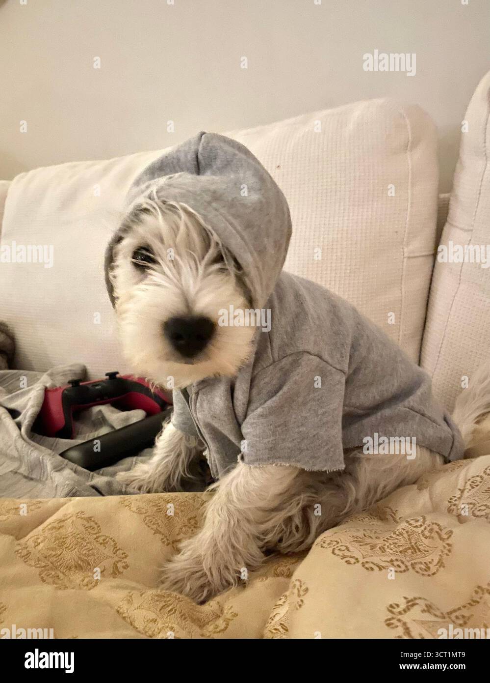 Westie - Smartphone Captured Stock Image