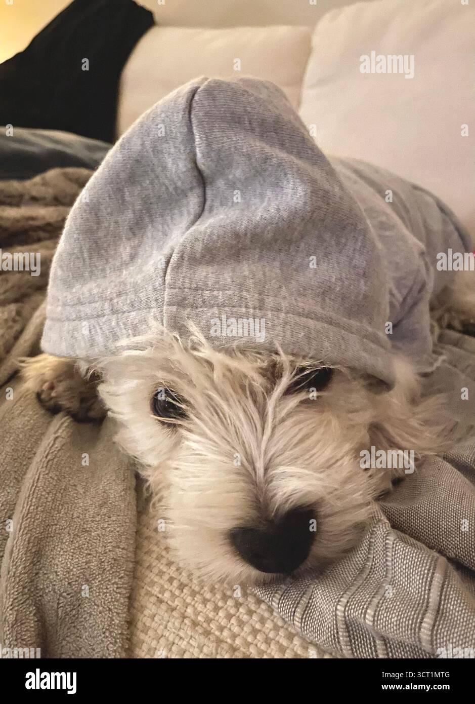 Westie - Smartphone Captured Stock Image