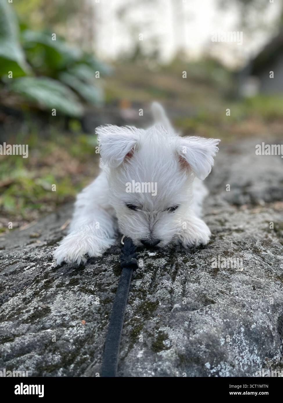 Westie - Smartphone Captured Stock Image