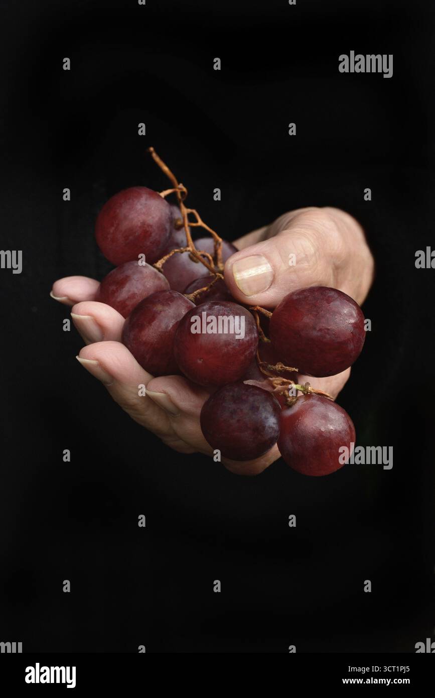 Red grapes in hand Stock Photo