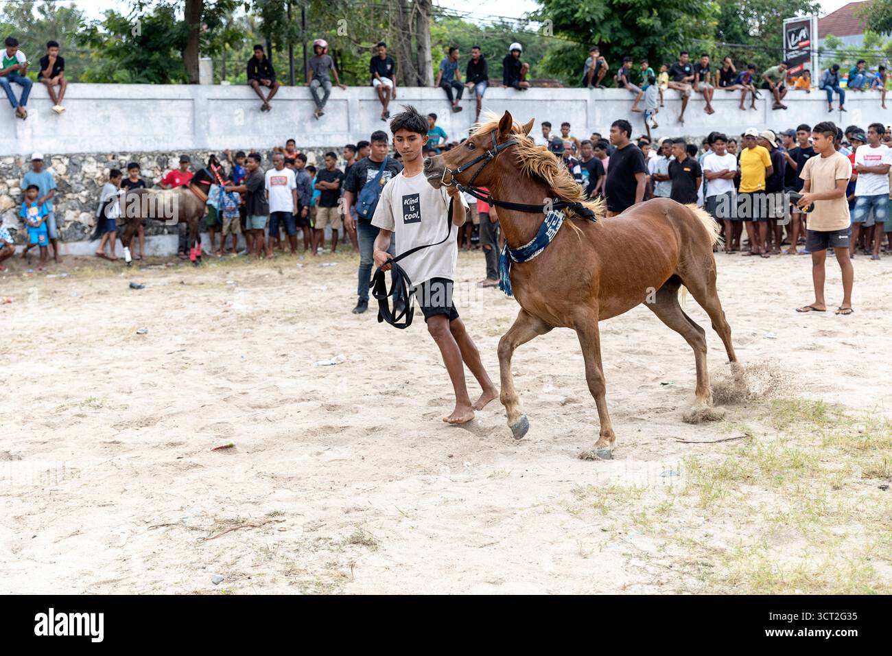 Traditional horse races in Waingapu on Sumba island in Indonesia ...