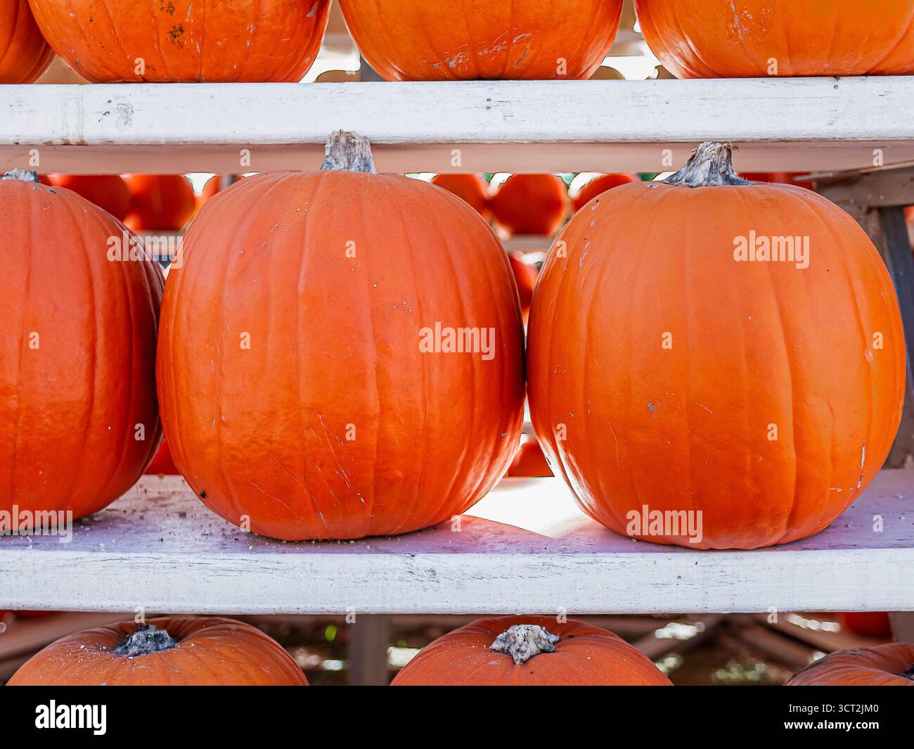 types of pumpkins on display Stock Photo