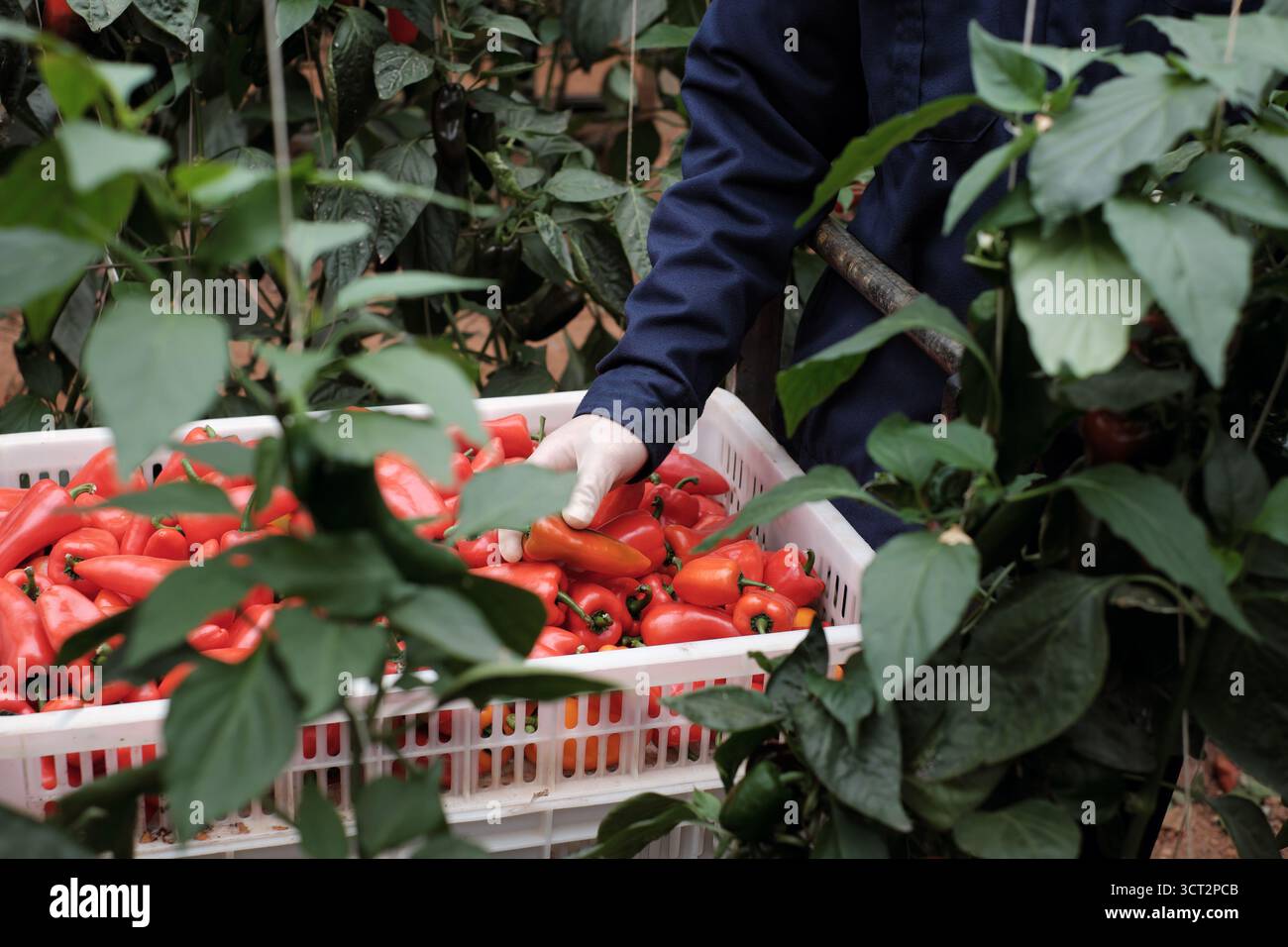 a female worker harvesting red, orange sweet peppers, Sweet Palermo by ...