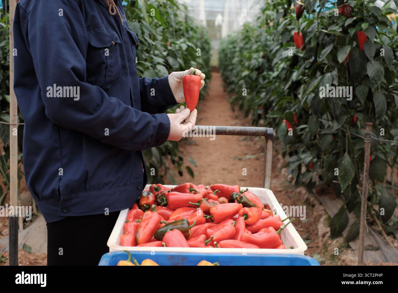 a female worker harvesting red, orange sweet peppers, Sweet Palermo by ...