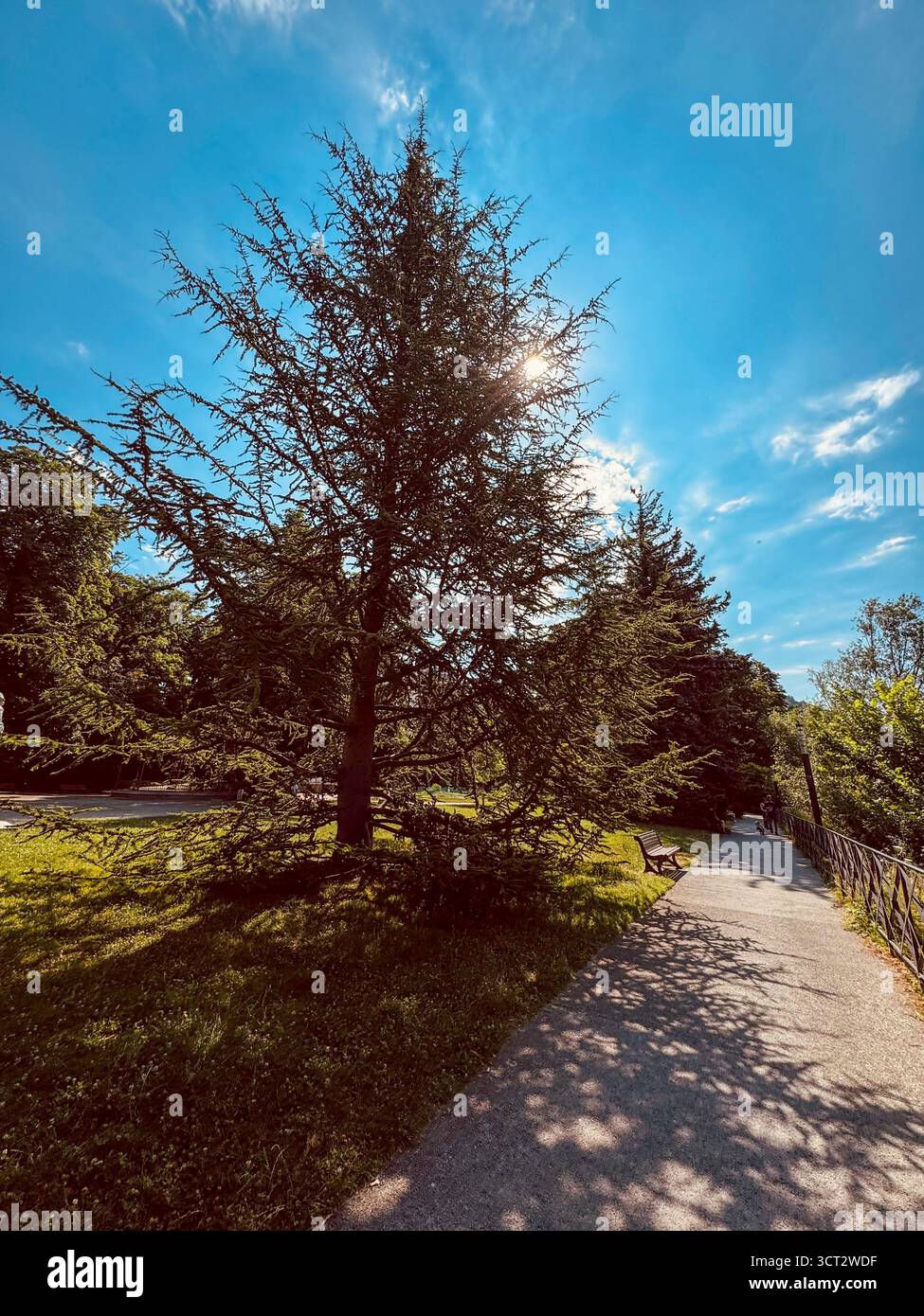 Tall cedar or conifer in a public park, with shaded path and bench, silhoutted against a deep blue sky with white clouds and strong sunlight. - Smartphone Captured Stock Image
