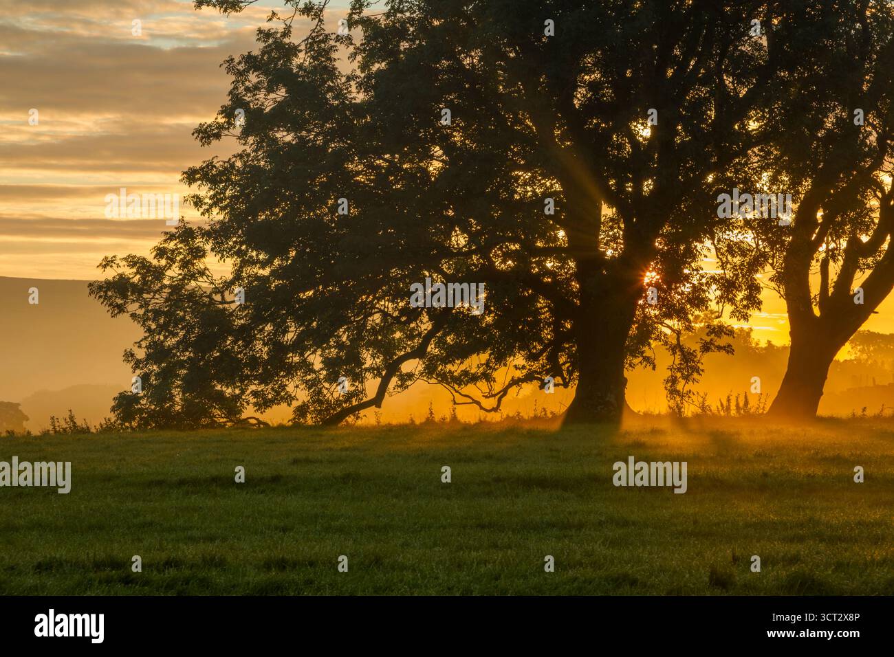 Early autumn sunrise view with the sun rising behind a pair of ash trees on a misty morning near Danby within the North York Moors national park - Stock Image