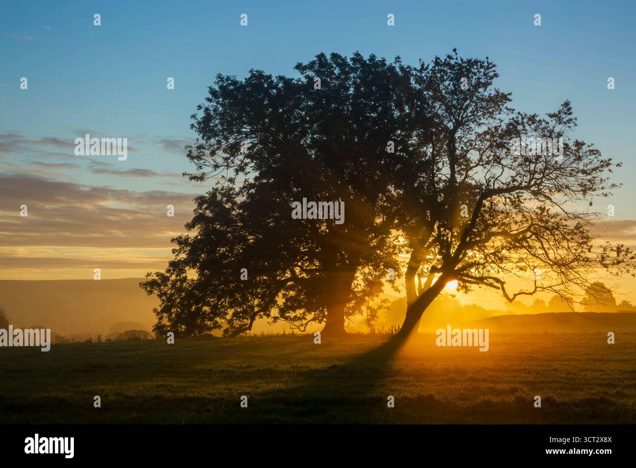 Early autumn sunrise view with the sun rising behind a pair of ash trees on a misty morning near Danby within the North York Moors national park - Stock Image