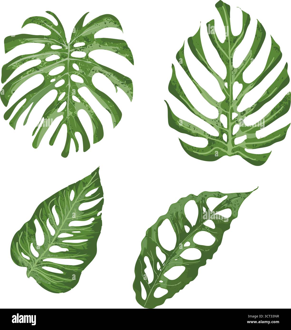 Monstera leaves, tropical vector illustration Stock Vector Image & Art ...