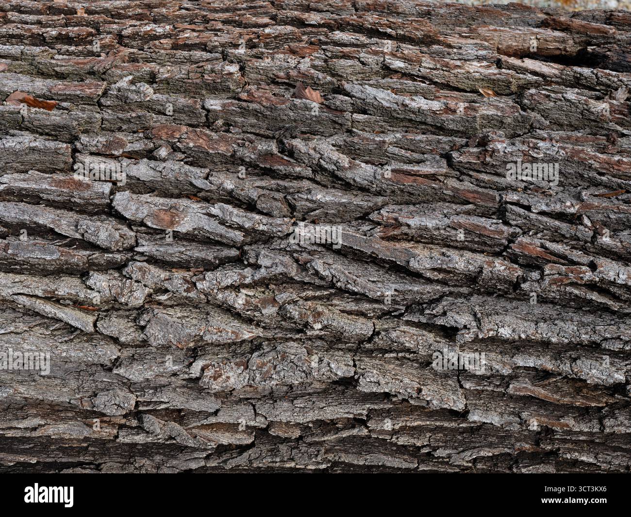 Century-old oak bark texture Stock Photo
