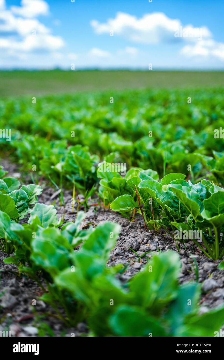 rows-sugar-beet-plantation-hi-res-stock-photography-and-images-alamy