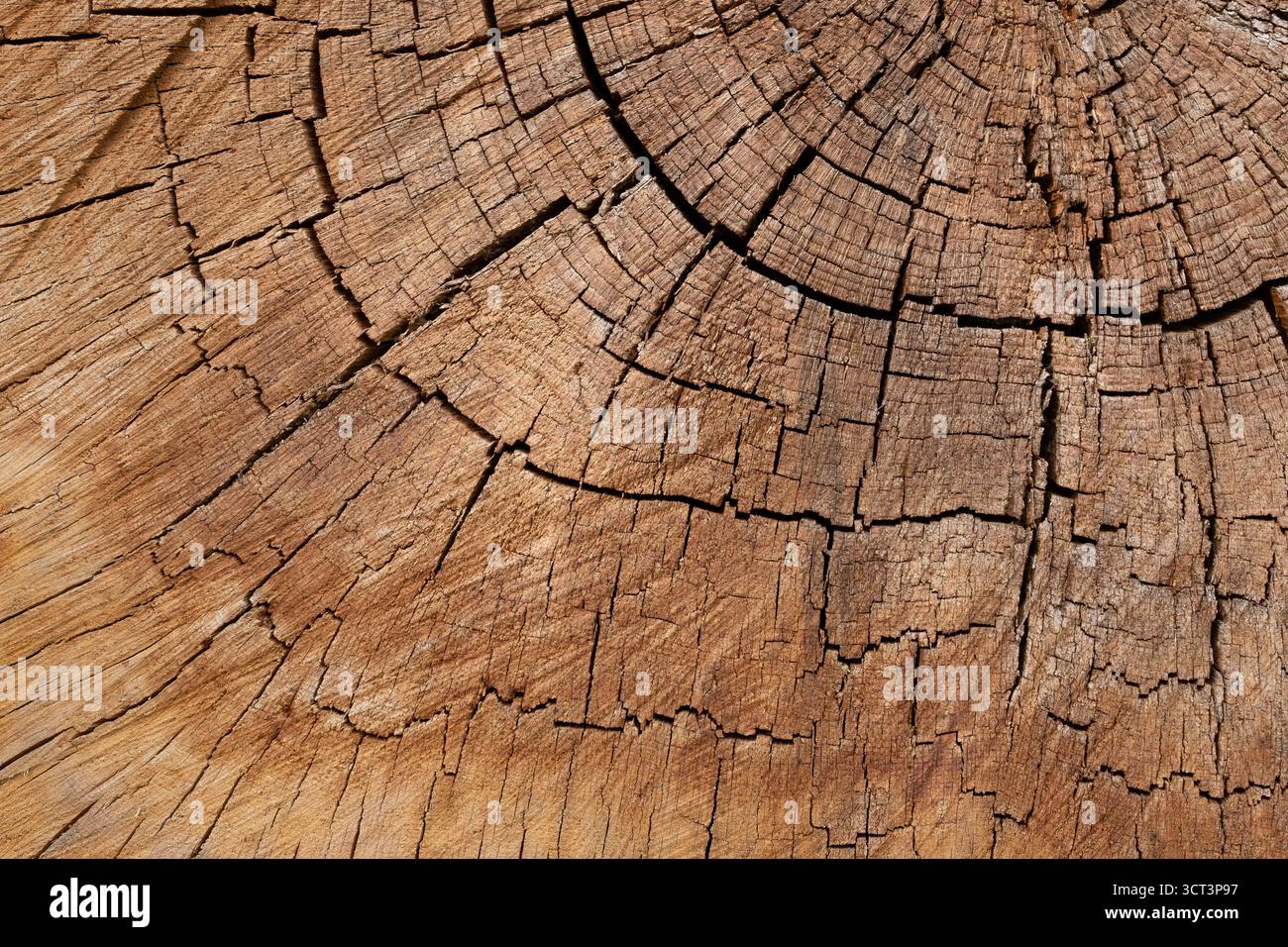 A cracked wood material Stock Photo