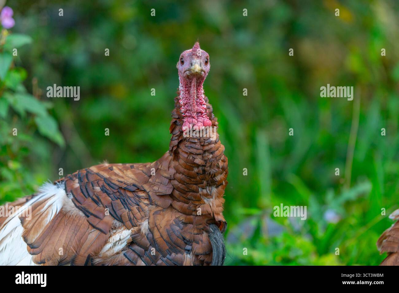 Female turkey front view hi-res stock photography and images - Alamy
