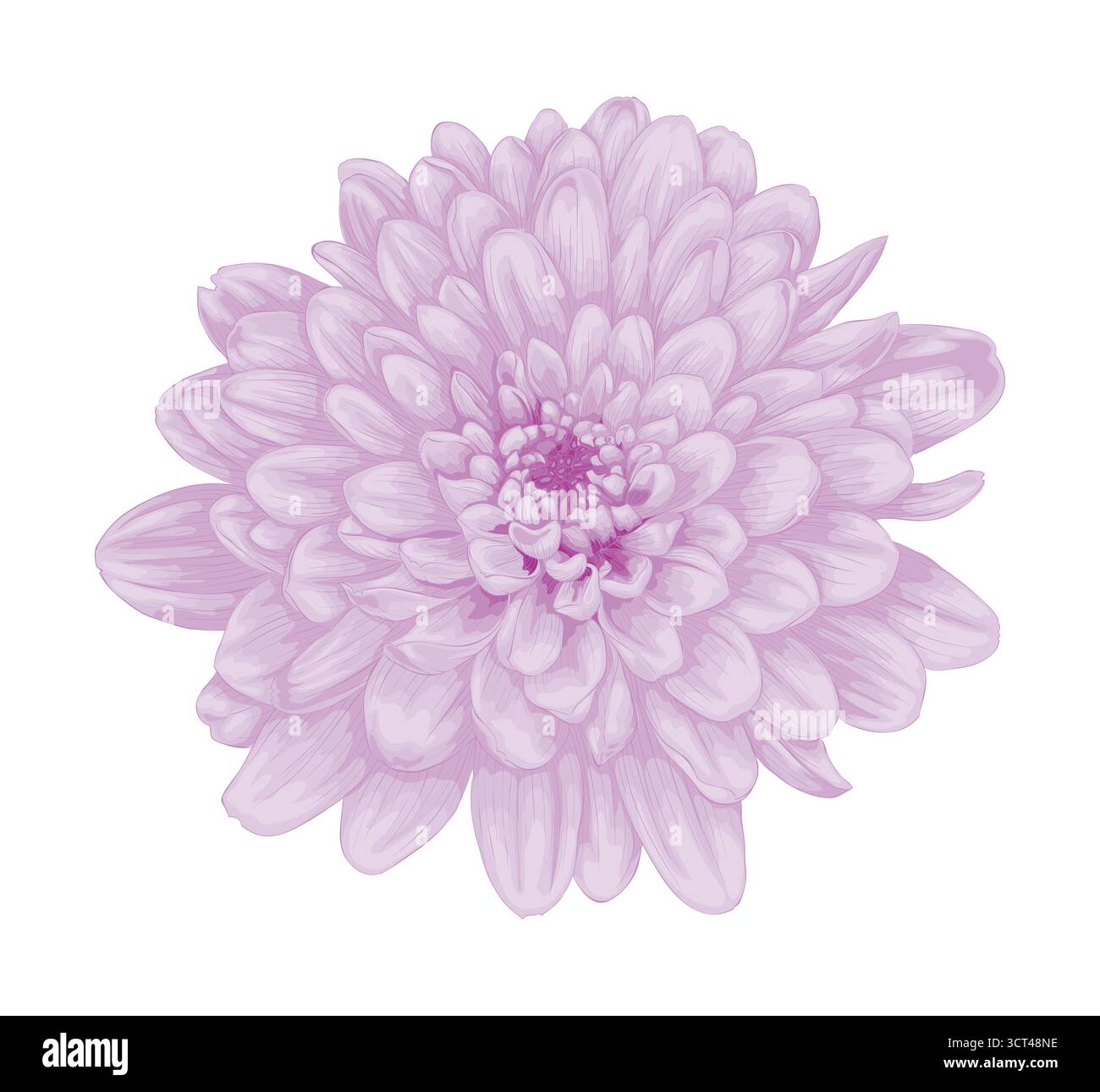 beautiful pink dahlia isolated on white background Stock Vector Image ...