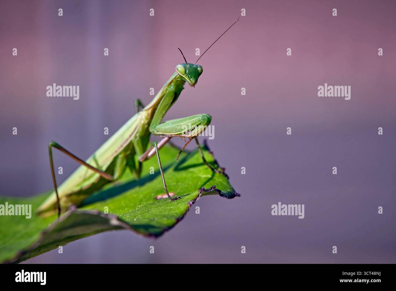 europ-ische-gottesanbeterin-mantis-religiosa-europ-ische