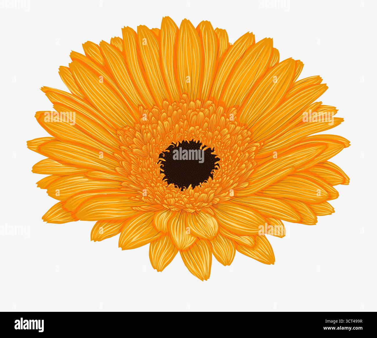 Beautiful yellow gerbera isolated on white background Stock Vector