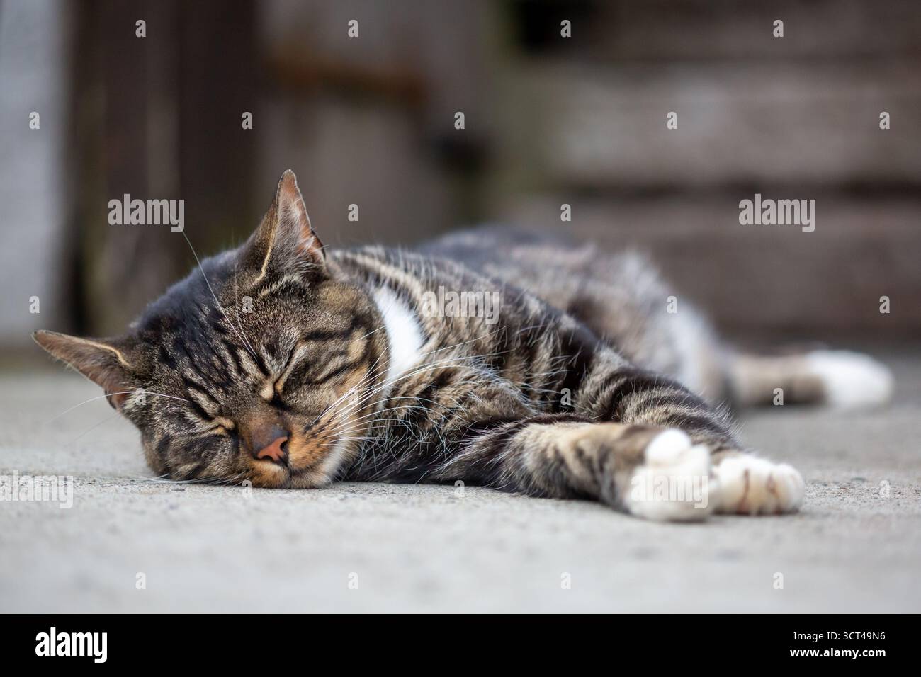 Tabby cat lying down in a yard on a farm Stock Photo