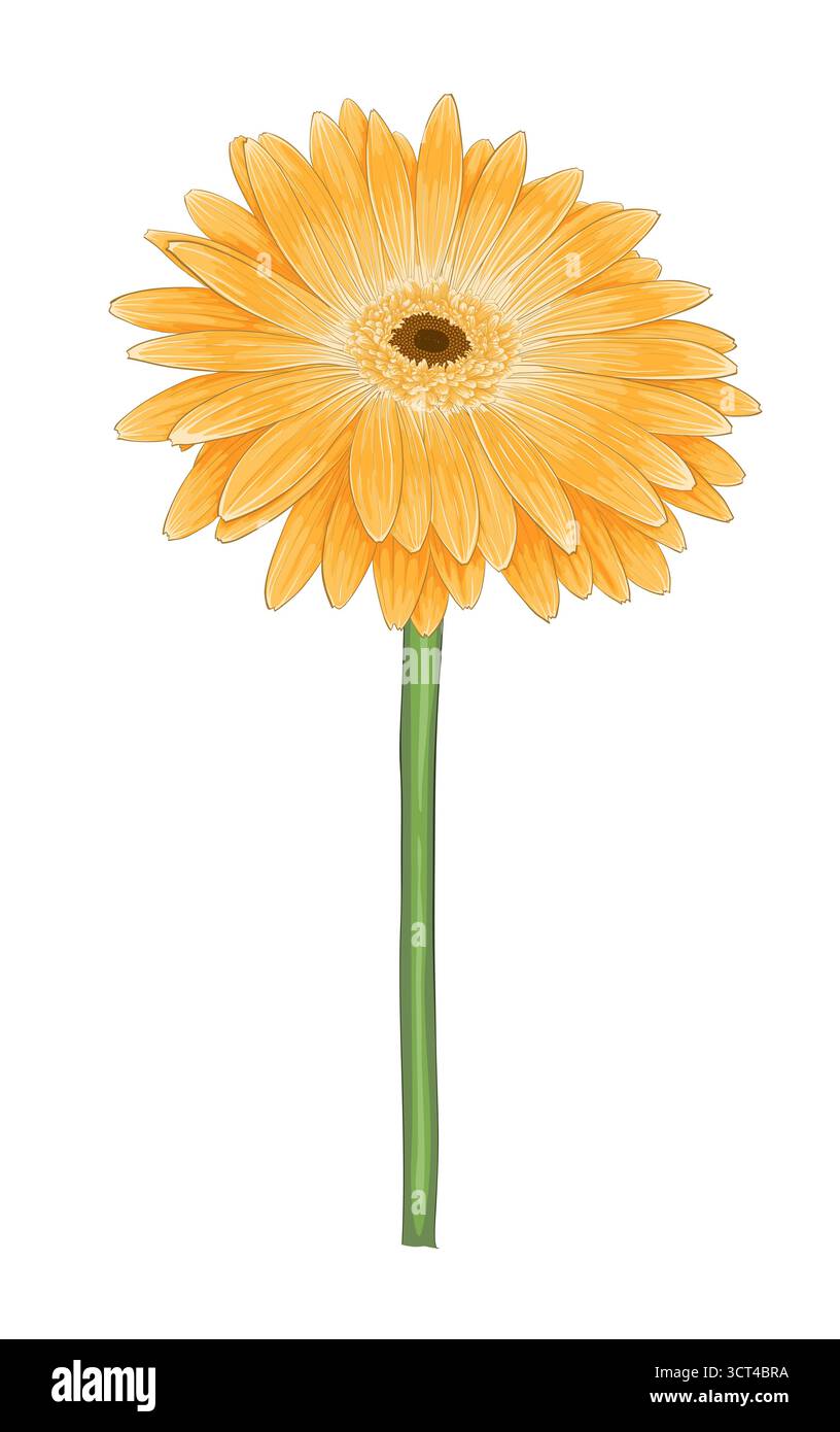 Beautiful yellow gerbera isolated on white background Stock Vector