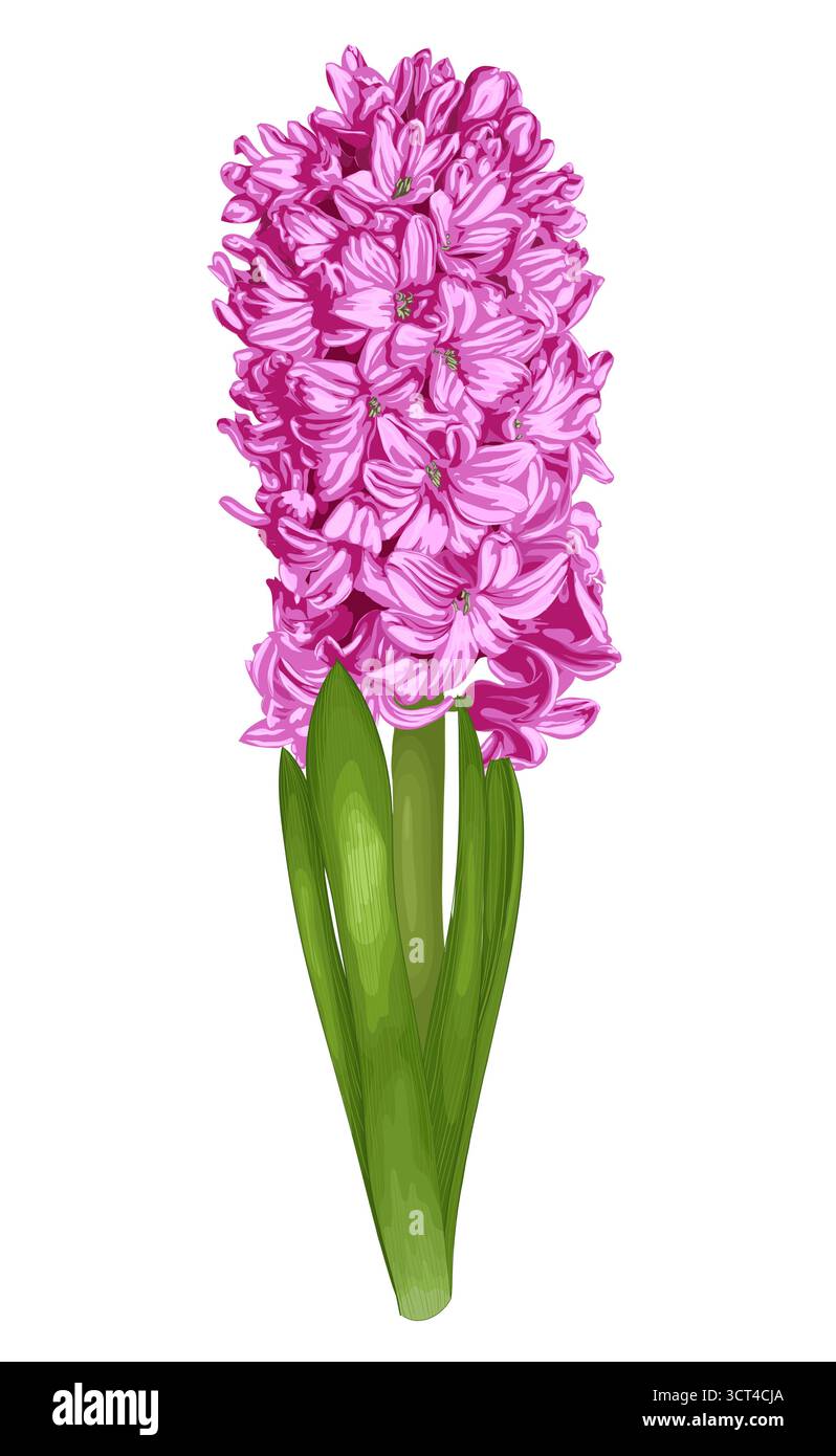 Hiacynt Vector One hyacinth flower on Stock Vector Images - Alamy