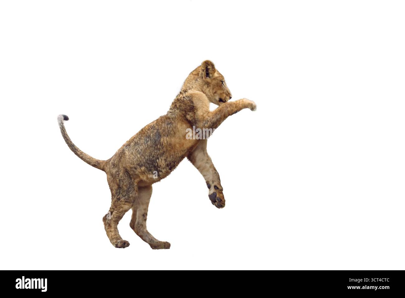 African lions cub jumping isolated in white background in Kruger National park, South Africa ; Specie Panthera leo family of Felidae Stock Photo