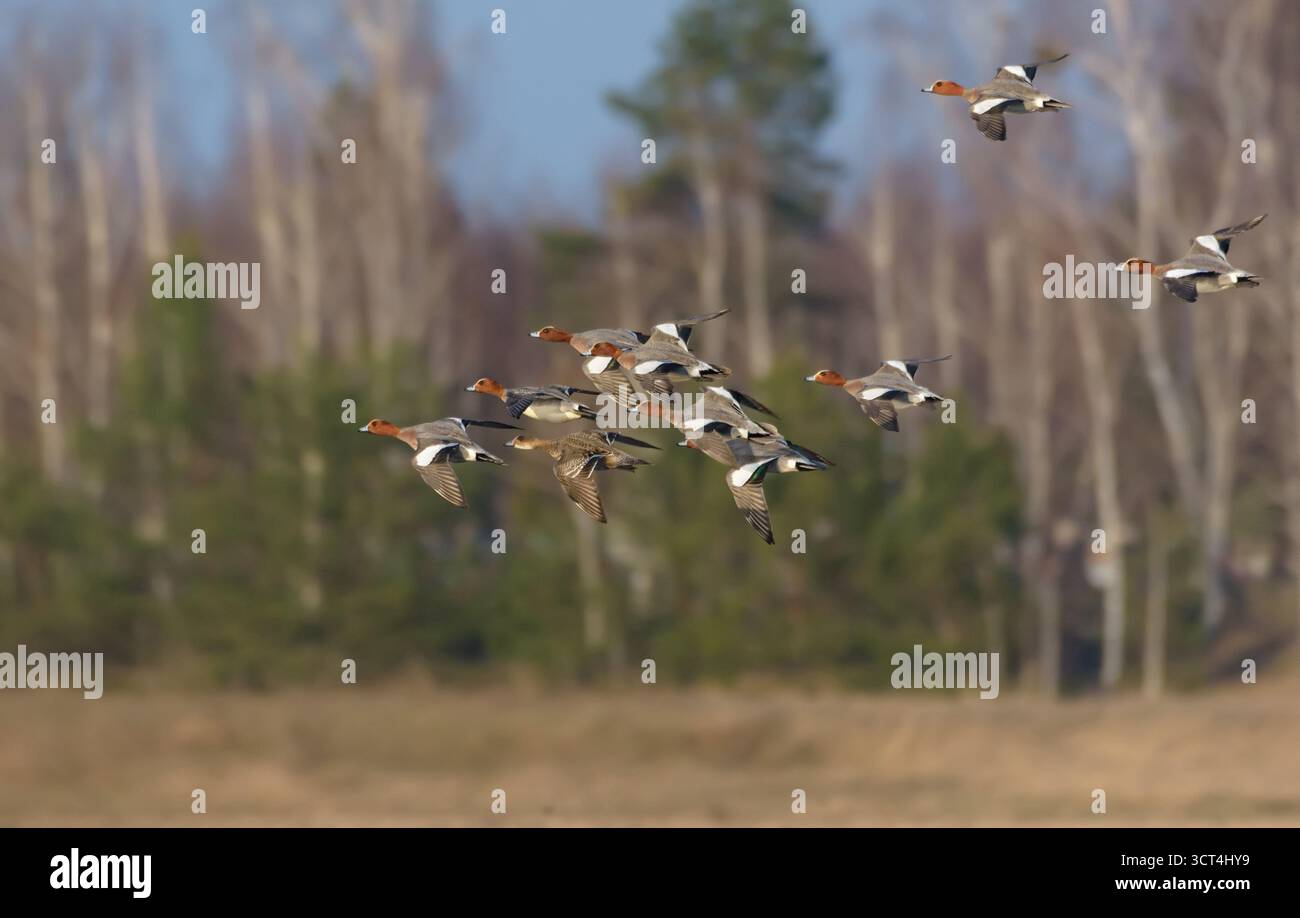 Flock of males of Eurasian wigeon (Mareca penelope) in rapid flight over distant forest Stock Photo