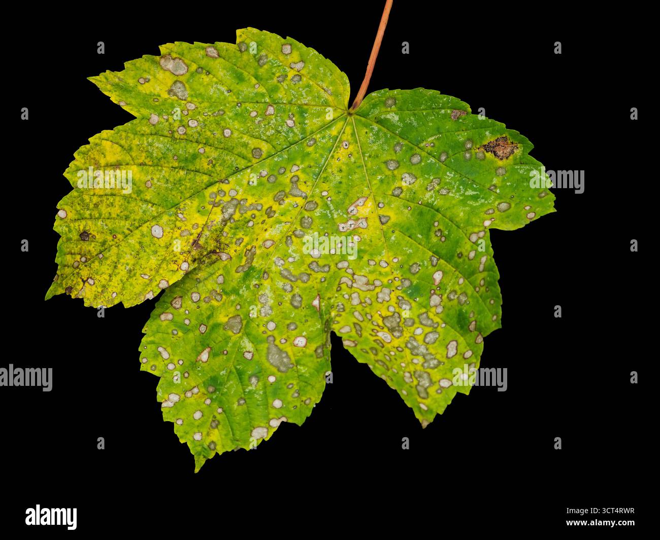 A leaf with spots on it. The leaf is green and has brown spots. The spots are small and scattered all over the leaf Stock Photo
