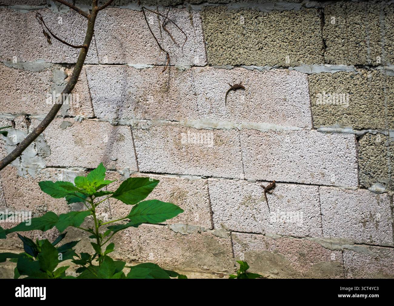 Two lizards on a stone wall Stock Photo