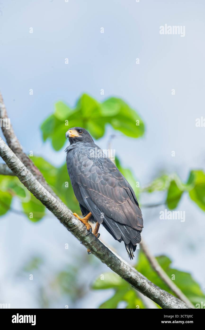 Great black hawk (Urubitinga urubitinga) perched on a tree, Corcovado National Park, Osa Peninsula, Costa Rica Stock Photo