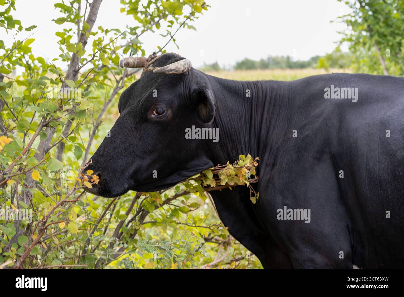 Cow up tree black white hi-res stock photography and images - Alamy