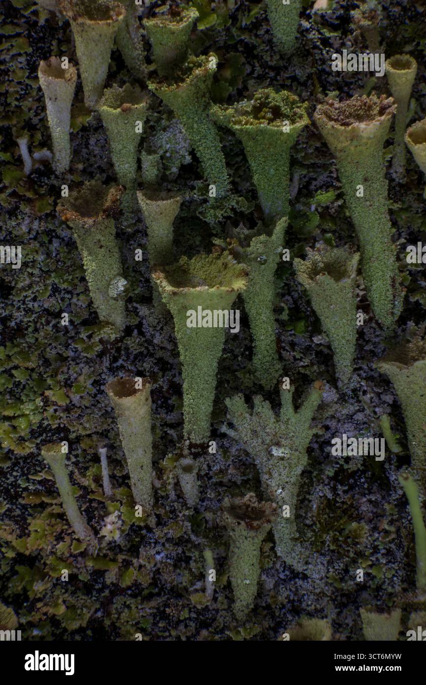 Cup lichen colony growing on shaded bark with detailed tube structures and moss texture, macro forest close-up. Stock Photo
