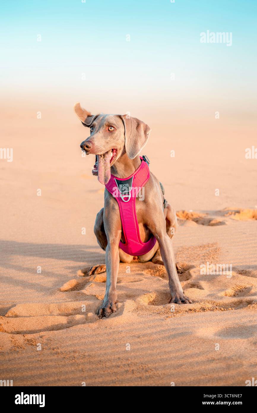 Weimaraner young dog with pink harness sitting on a sandy beach at sunset, with a funny expression and tongue sticking out Stock Photo