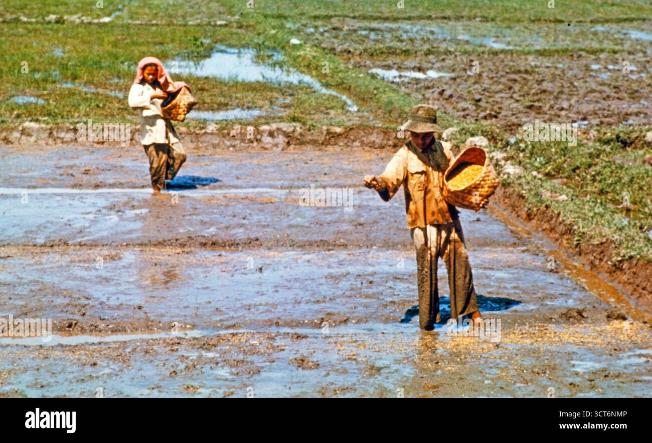 Sowing seeds, traditional labour intensive rice farming in wet paddy ...