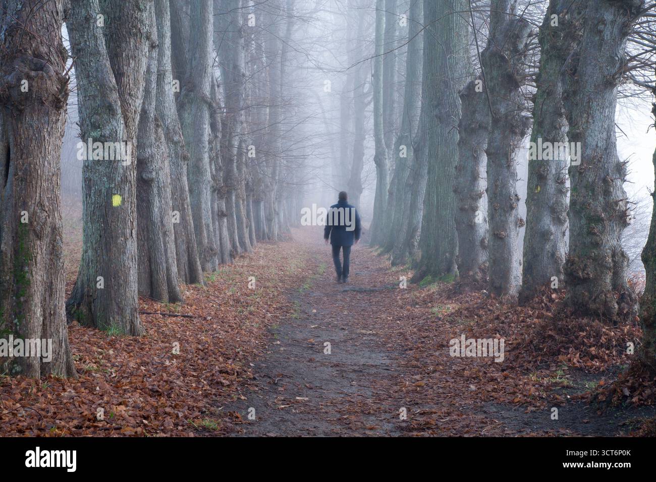 Man walking through forest hi-res stock photography and images - Alamy