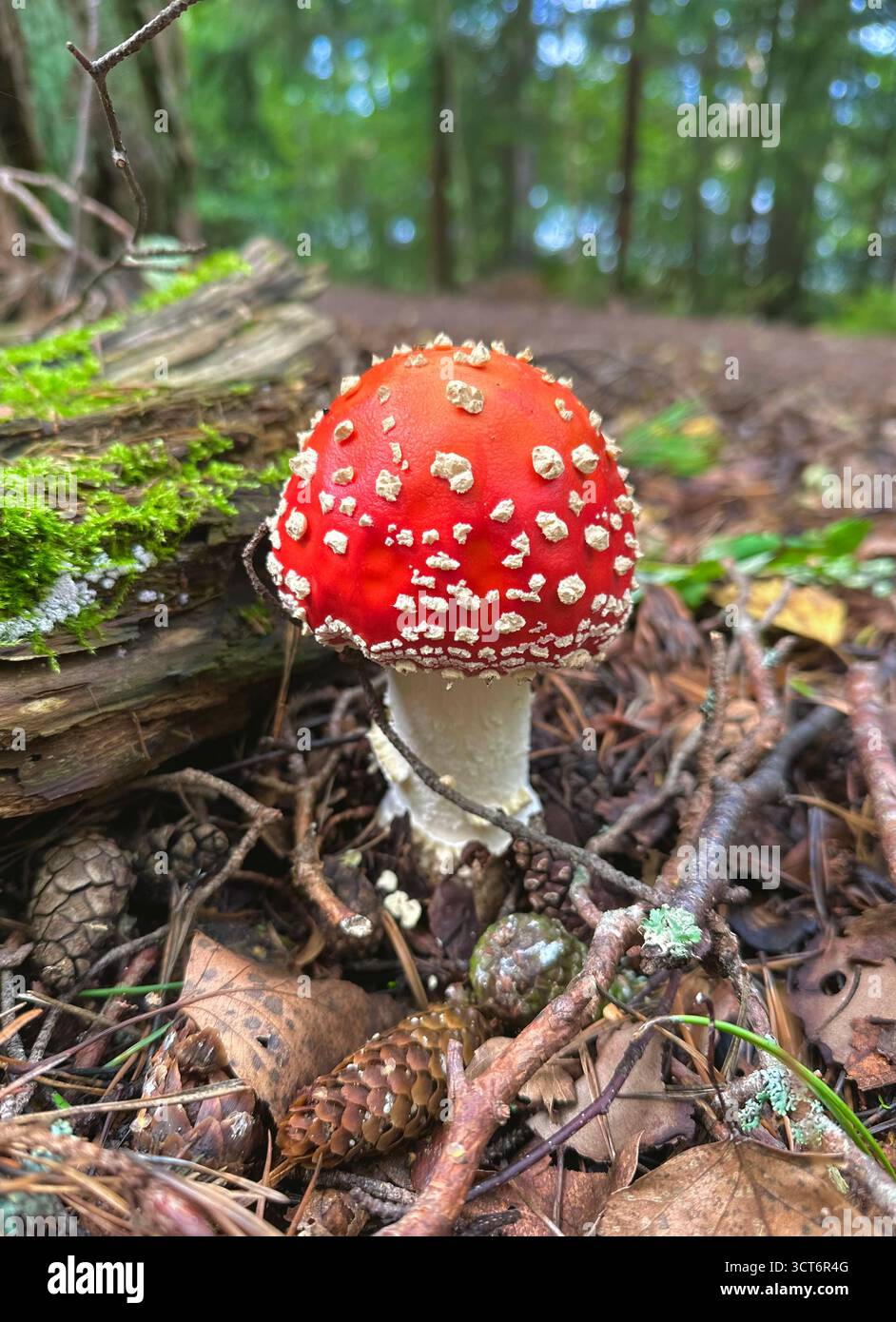 Amanita - Smartphone Captured Stock Image