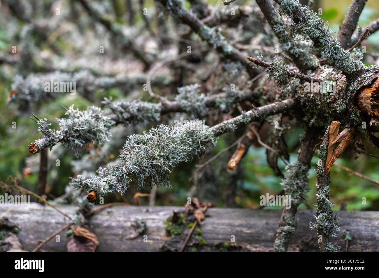 Close up of reindeer lichen (Cladonia rangiferina) growing densely on fallen branches in a forest environment Stock Photo