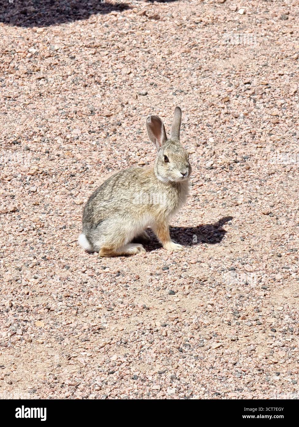 Small mountain cottontail rabbit (Sylvilagus nuttallii), also known as Nuttall's cottontail, looking at us - Smartphone Captured Stock Image