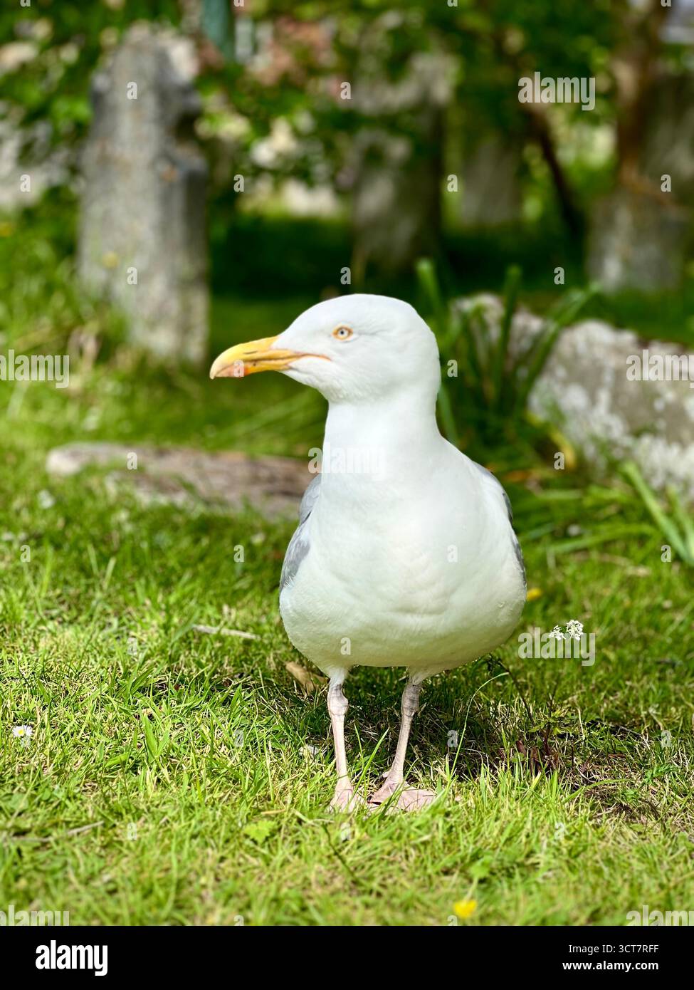 A close-up side profile of a seagull standing on the grass in a park, showing its feathers and beak in detail. Captured in natural daylight, highlight - Smartphone Captured Stock Image