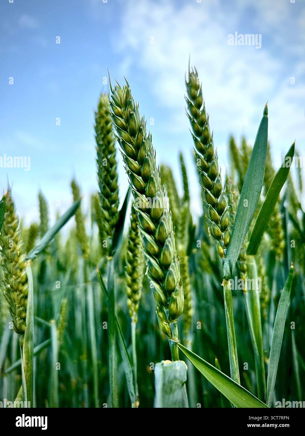 A close up photograph of some wheat in a field before harvest in Norfolk, UK - Smartphone Captured Stock Image