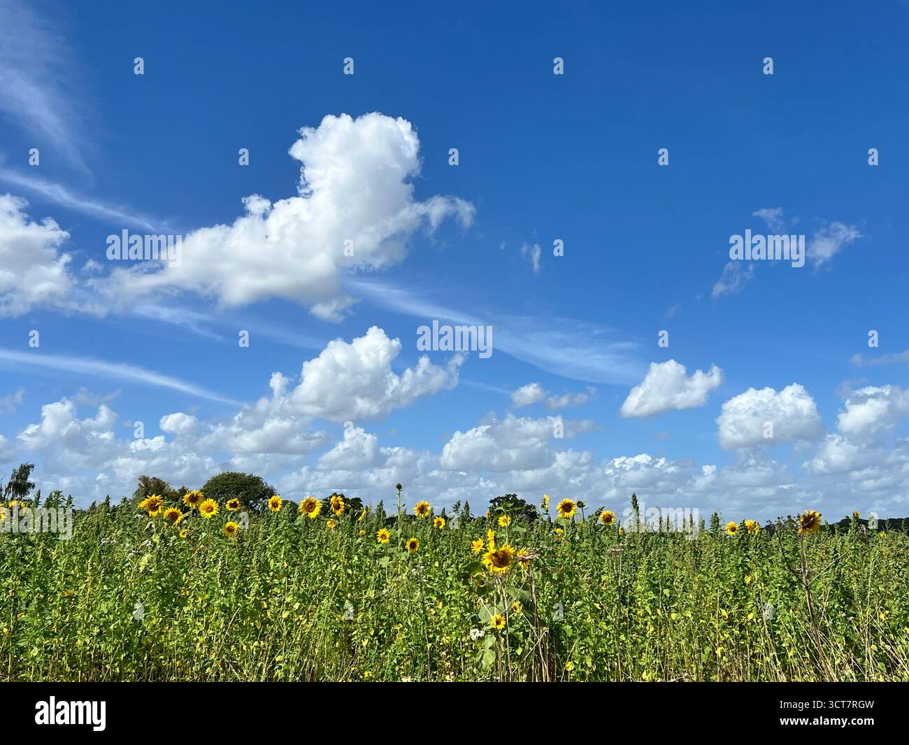 A photograph of a field of sunflowers under a blue sky with fluffy white clouds, in South Norfolk, UK. - Smartphone Captured Stock Image