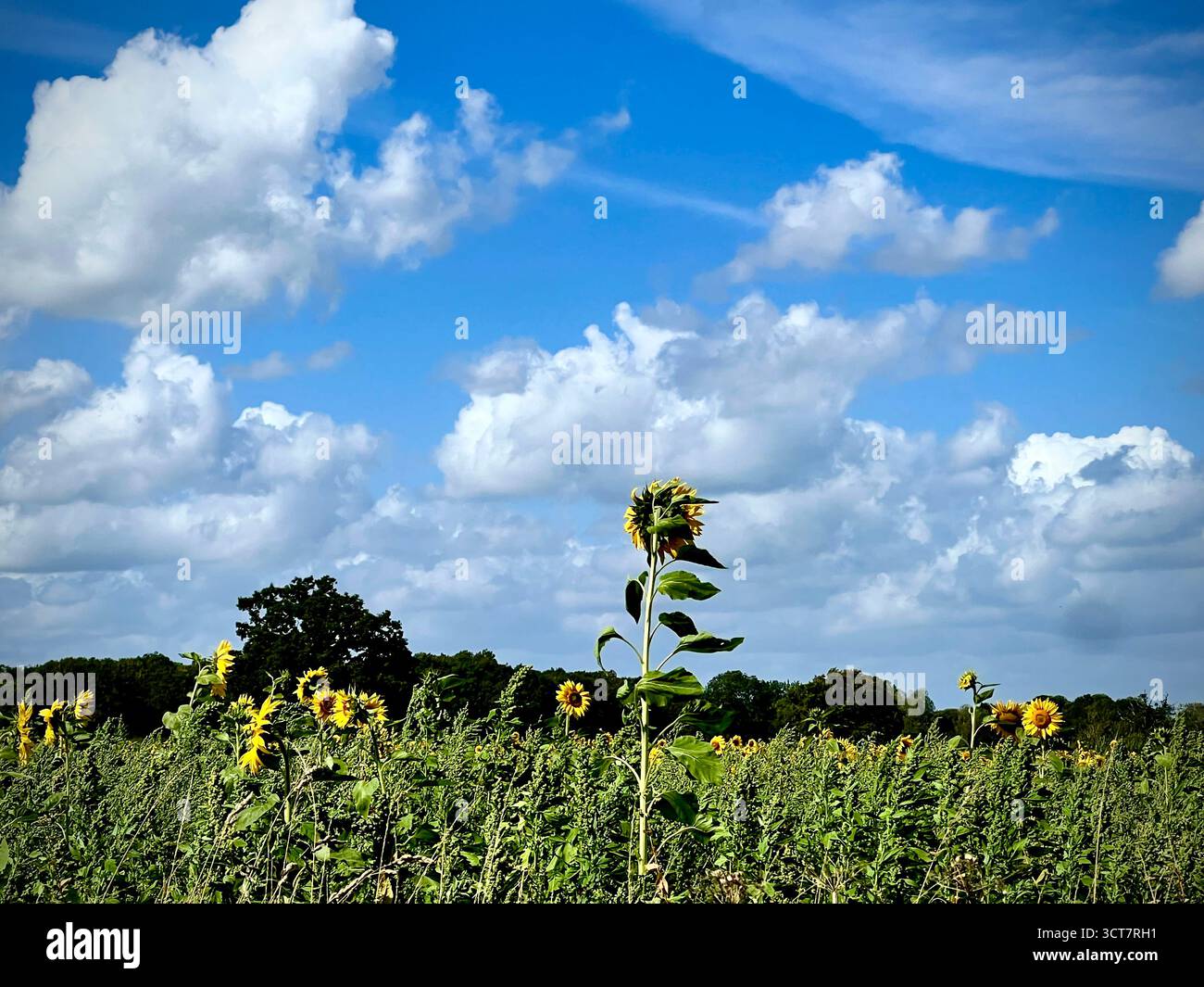 A photograph of a field of sunflowers under a blue sky with fluffy white clouds, in South Norfolk, UK. - Smartphone Captured Stock Image