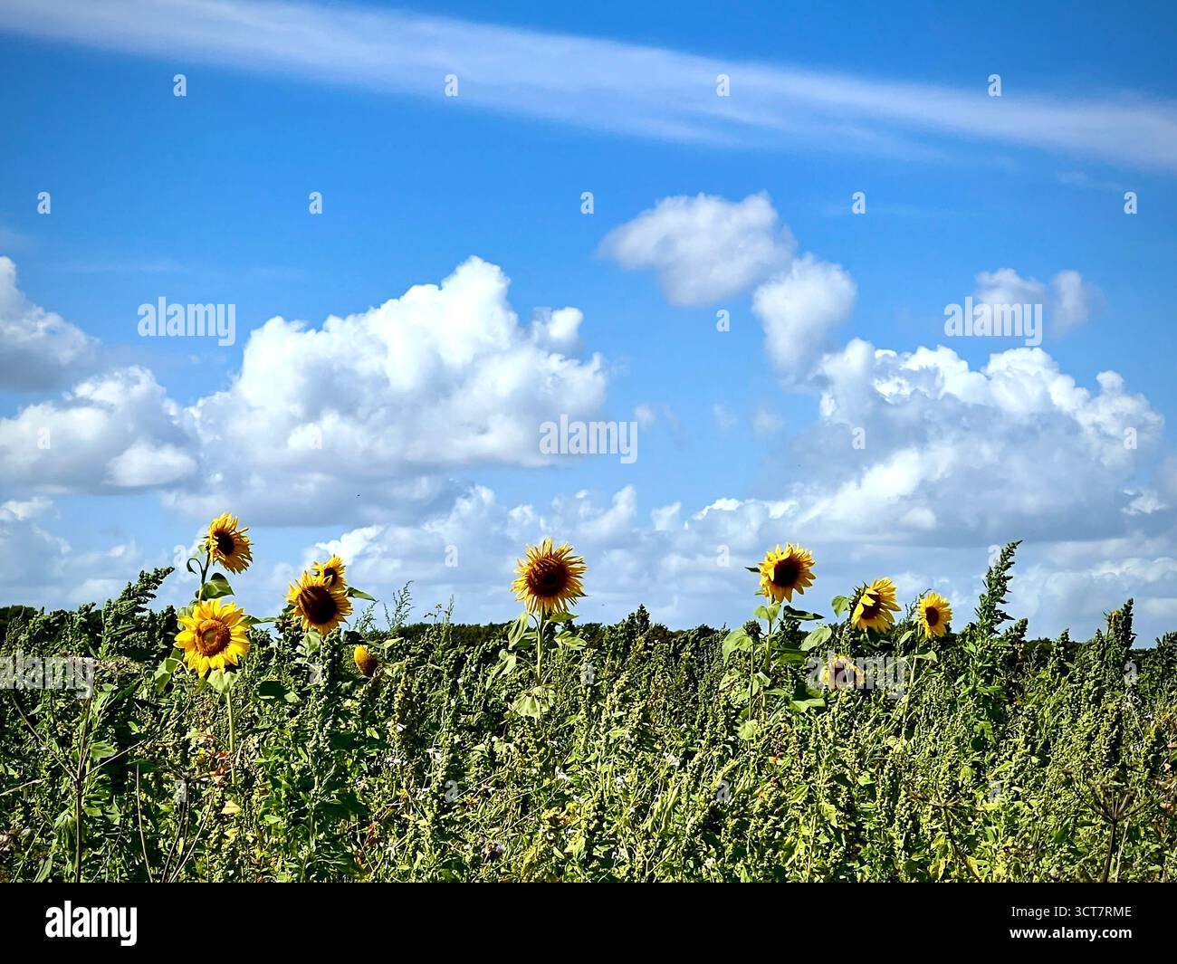 A photograph of a field of sunflowers under a blue sky with fluffy white clouds, in South Norfolk, UK. - Smartphone Captured Stock Image