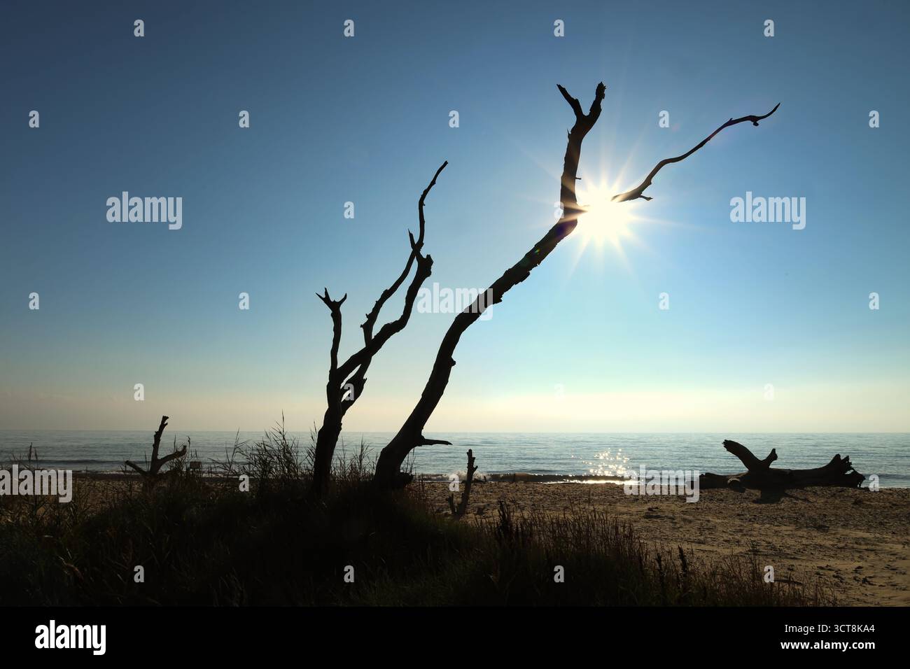 Silhouette of dead trees on Benacre Beach, near Kessingland, Suffolk, England, UK Stock Photo