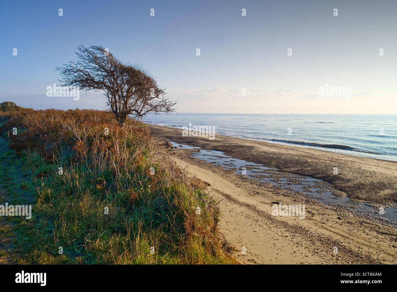 Lone tree overlooking the North Sea on the cliff edge at Benacre Beach, near Kessingland, Suffolk, England, UK Stock Photo