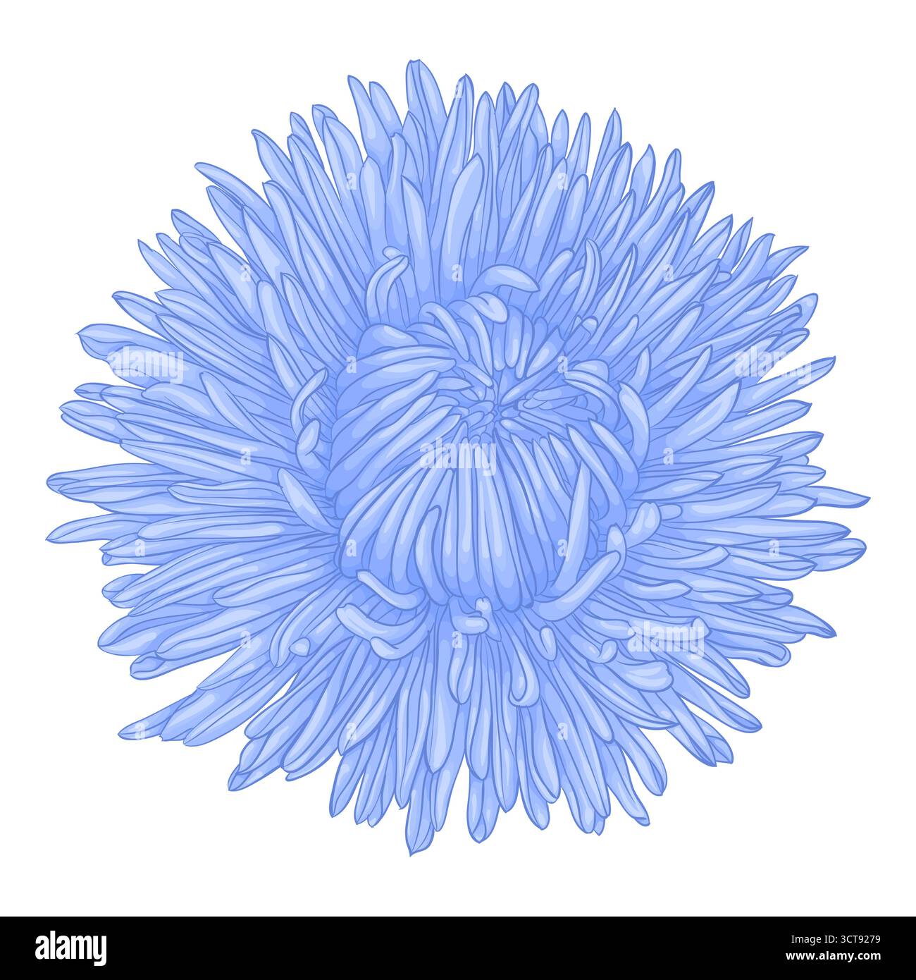 Beautiful flower aster isolated on white background Stock Vector