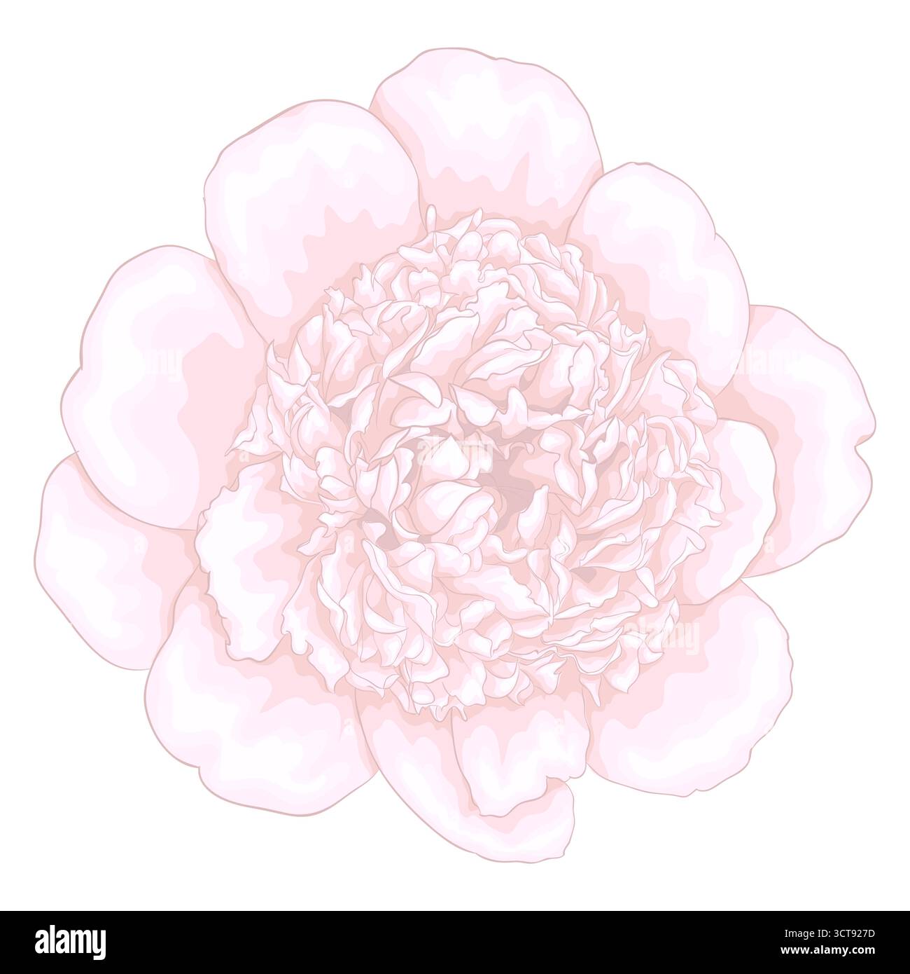 beautiful pink peony isolated on white background Stock Vector Image ...