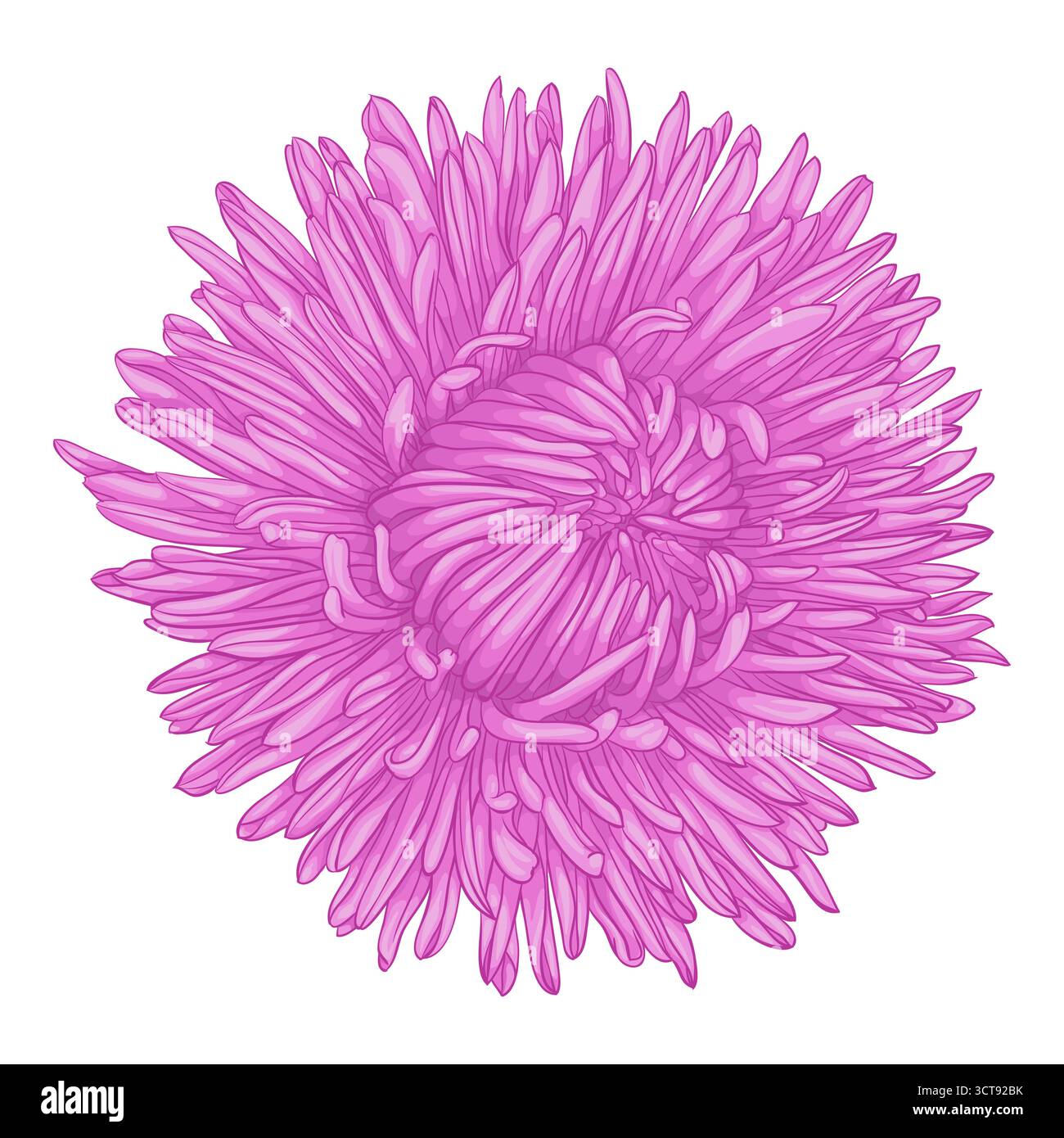 Beautiful flower aster isolated on white background Stock Vector